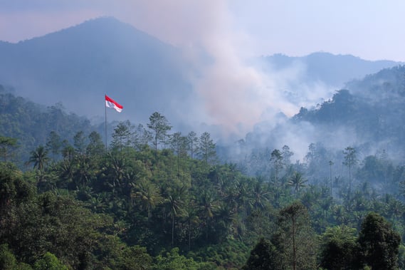 Indonesia REDD+ forest progress